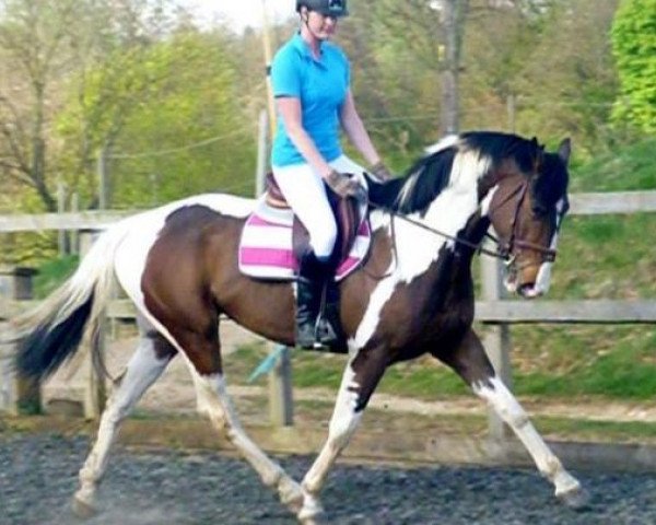 horse Brownies Sun (UK Warmblood, 2010, from Solaris Buenno)