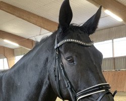 dressage horse Diego del Amor (Westphalian, 2006, from Don Bedo I)