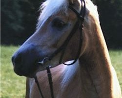 broodmare Nanu (Haflinger, 1987, from Nissan)