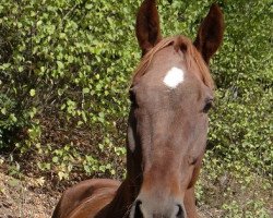 dressage horse Alan (Oldenburg, 2001, from De Niro)