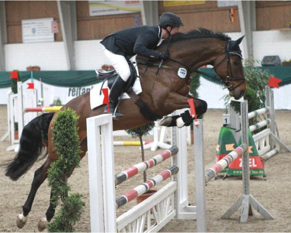 jumper Cantou (Oldenburg show jumper, 2009, from Canterbury)