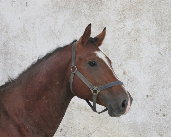 Pferd Uran (Tschechisches Warmblut, 2010, von Przedswit)