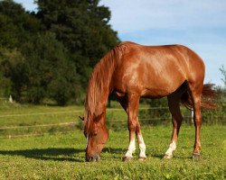 Springpferd Ixina van de Vijfheide (Belgisches Warmblut, 2008, von Echo van het Neerenbosch)