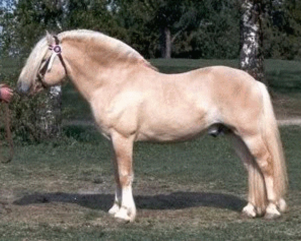 Deckhengst Brynar N.1774 (Fjordpferd, 1973, von Freidig N.1723)