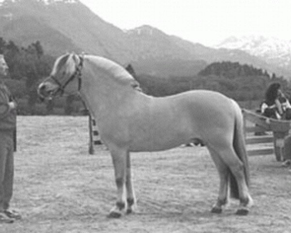 stallion Faun Tor N.2023 (Fjord Horse, 1986, from Haugeblakken N.1875)