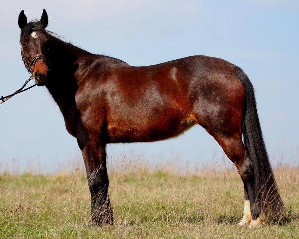 horse Cosima Joy (German trotters, 2003, from Floritas Hero L)