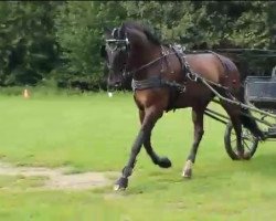 horse Salbei (German Sport Horse, 2004, from Syndikat)