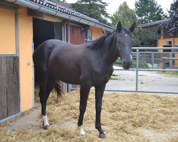 dressage horse Wega la Stella (Bavarian, 2012, from Un Amore)