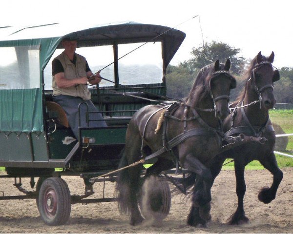 Pferd Hessel (Friese, 2002, von Krist 358)