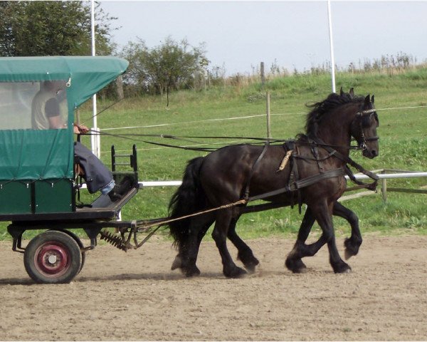 Pferd Menno (Friese, 2004, von Ielke 382)