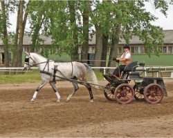 Springpferd Carlino (Mecklenburger, 2007, von Calino Tarnko)