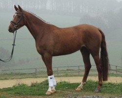 dressage horse Bajonesse (Westphalian, 2010, from Blickpunkt 4)