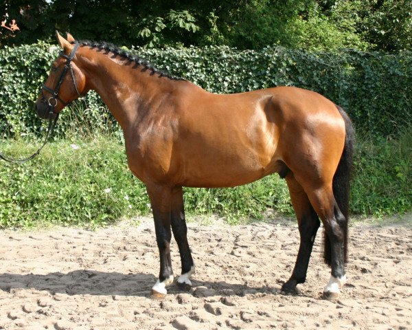dressage horse Flap-Jack 2 (Oldenburg, 2005, from Florencio I)