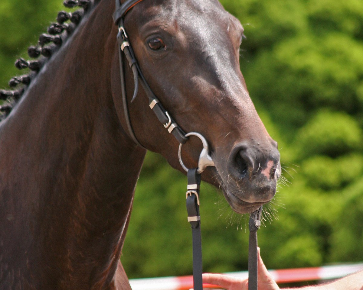 broodmare Rigodona (Hanoverian, 2005, from Rigamento OLD)