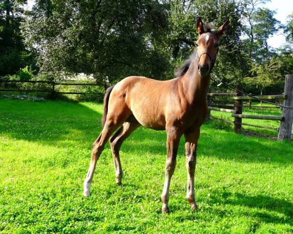 stallion Viorel von Hangenfeld (Westphalian, 2014, from Vancouver L)