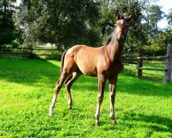 stallion Viorel von Hangenfeld (Westphalian, 2014, from Vancouver L)