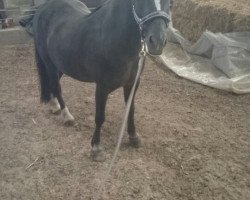 dressage horse Mucki (Oldenburg, 2006)