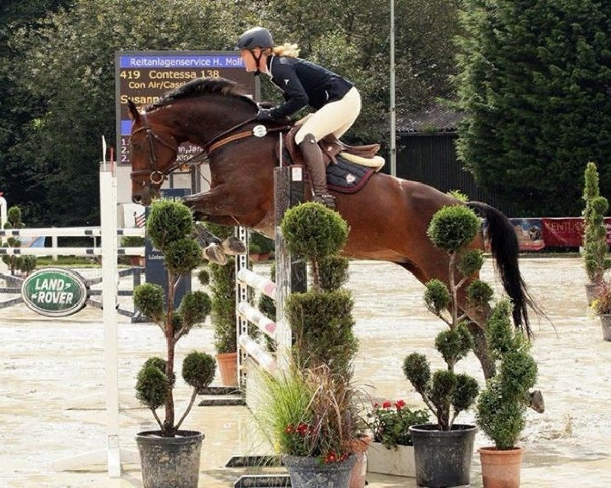 broodmare U-Contessa (Oldenburg show jumper, 2004, from Con Air)