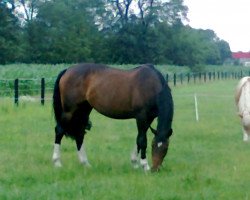 broodmare So lonely (Westphalian, 1997, from Salamander)