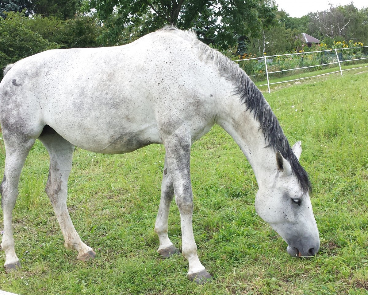 broodmare Classic Cashmer (Westphalian, 2006, from Continus Grannus)