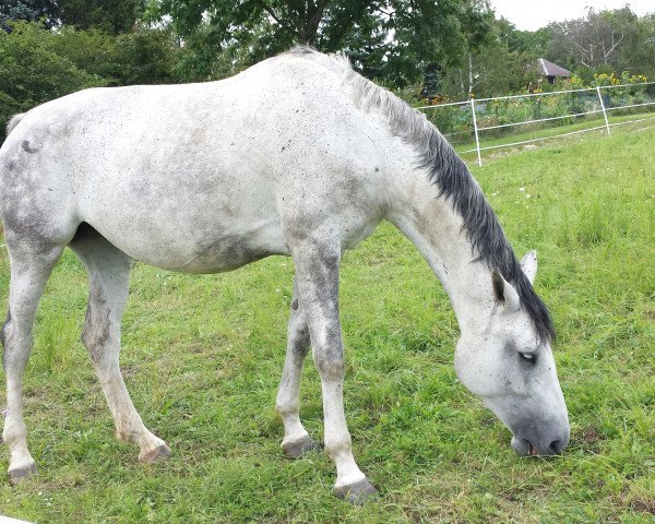 broodmare Classic Cashmer (Westphalian, 2006, from Continus Grannus)