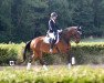 dressage horse Abbeygail 2 (Holsteiner, 2008, from Nekton)