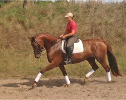 dressage horse Dona Maschuso (German Sport Horse, 2008, from Don Aparte)