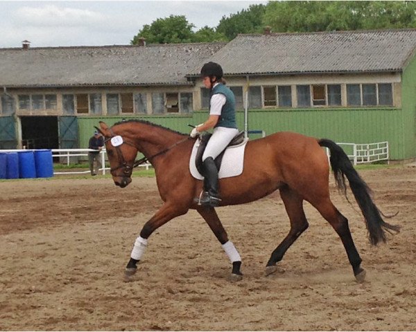 horse Madrina (Mecklenburg, 2005, from Monjul 3495)