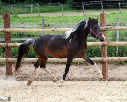 broodmare Kira (Lewitzer, 2005, from Acamani)