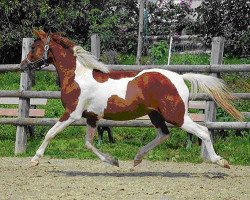 broodmare Graziella (Lewitzer, 2009, from Painted Diamond)