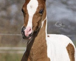 horse Shalimar Navajo (Pinto / Pleasure, 2007, from Nowie)