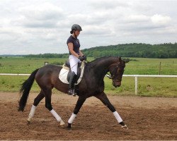 dressage horse Amy (German Sport Horse, 2008)