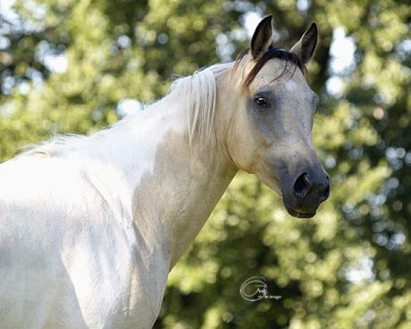 Zuchtstute Angel (Arabisches Halbblut / Partbred, 2001, von Azal Ibn Amir)