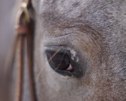 horse Trust in Luna (Appaloosa, 2009)