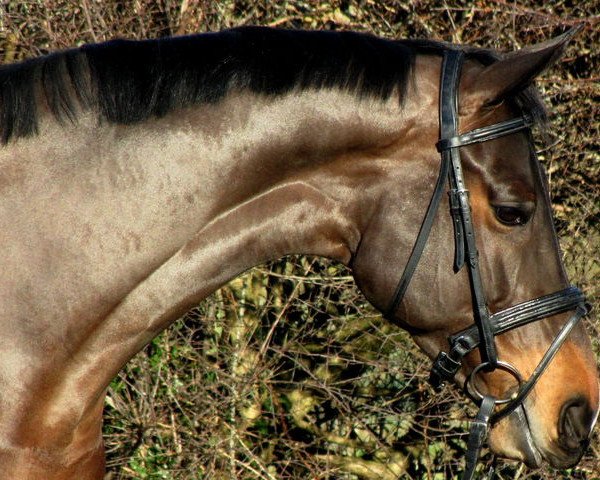 dressage horse Rockabella (Hanoverian, 2003, from Rosentau)