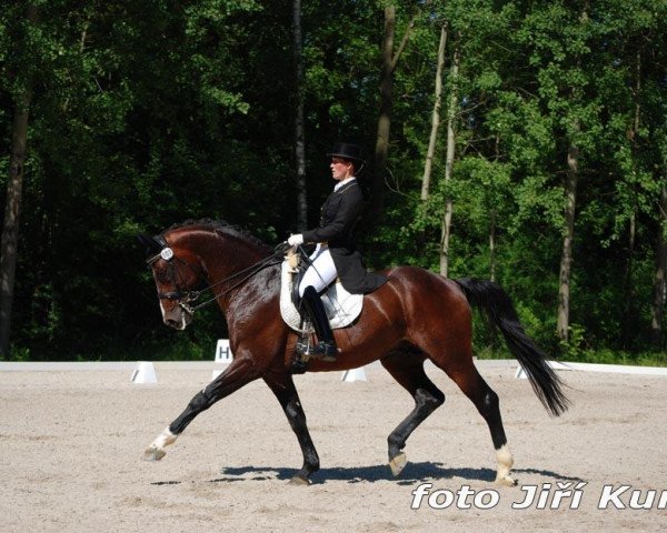 stallion Sir Galanto (Hanoverian, 2005, from Stedinger)
