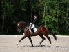 stallion Sir Galanto (Hanoverian, 2005, from Stedinger)