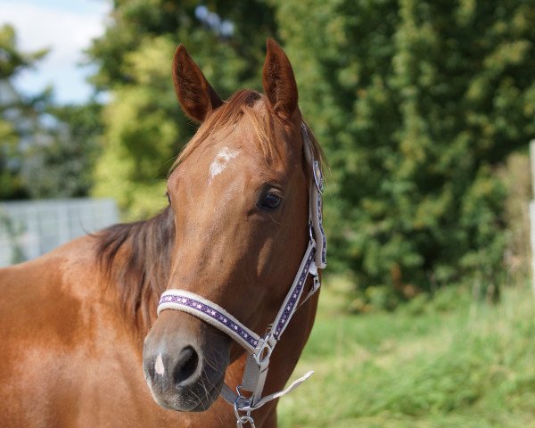 Pferd Lena Knows her Daddy (Quarter Horse, 2009, von Who is my Daddy)