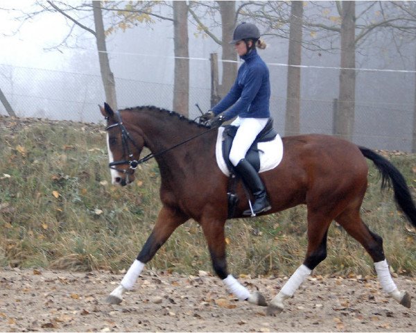 dressage horse Quickman (German Sport Horse, 2007, from Quaterman I)