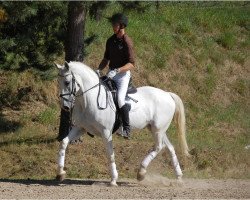 Pferd Ignac (Lipizzaner, 2006)