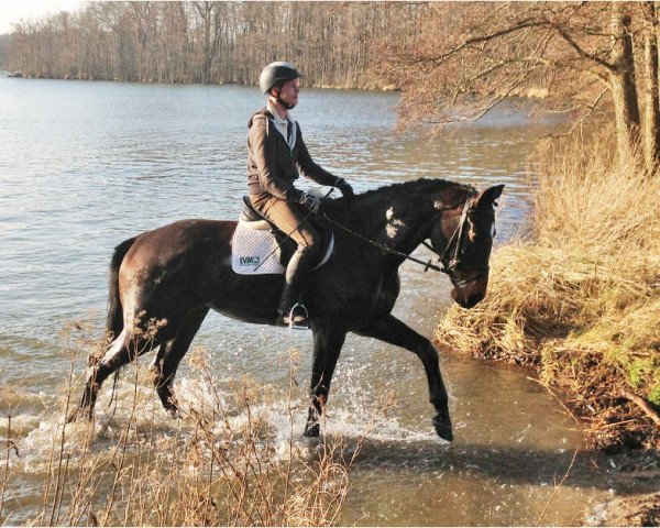 Pferd Contender (Oldenburger, 2009, von Contendro)