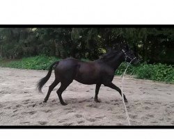 horse Pisa (DE) (German trotters, 2005, from Bernas Storm (DE))