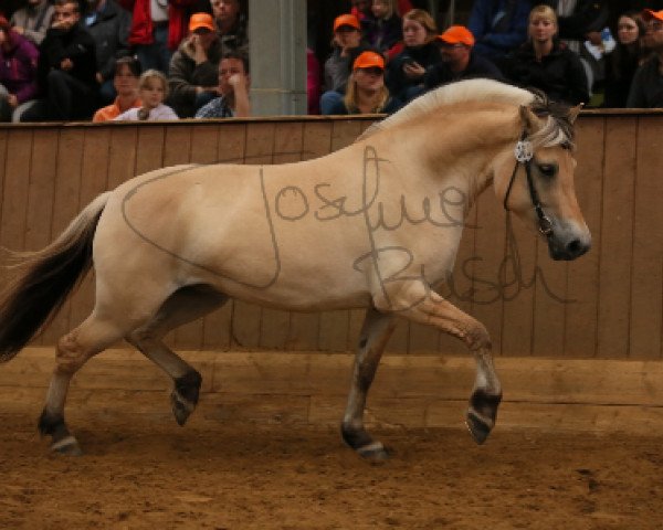 broodmare Hermine (Fjord Horse, 2011, from Harkon)