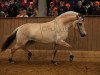 broodmare Hermine (Fjord Horse, 2011, from Harkon)