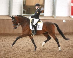 dressage horse Feraud (Oldenburg, 2004, from Florencio I)