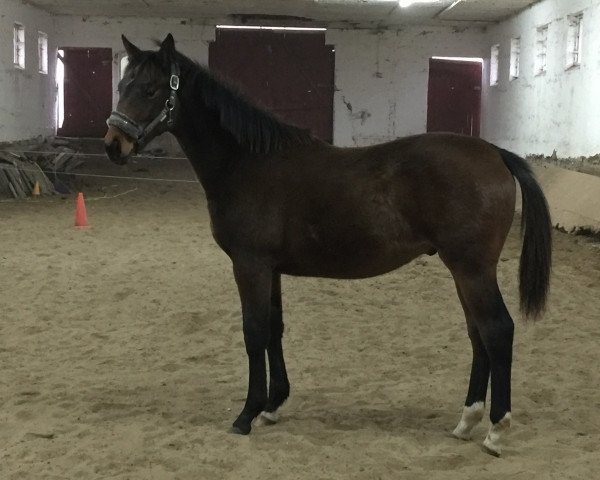 dressage horse Gonna be Magic (Trakehner, 2021, from Helium)