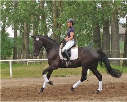 dressage horse Swarovski's Sun (Mecklenburg, 2010, from Swarovski)