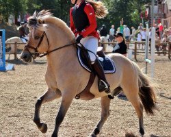 stallion Abel Stanstorp (Fjord Horse, 1998, from Kvik Halsnæs)