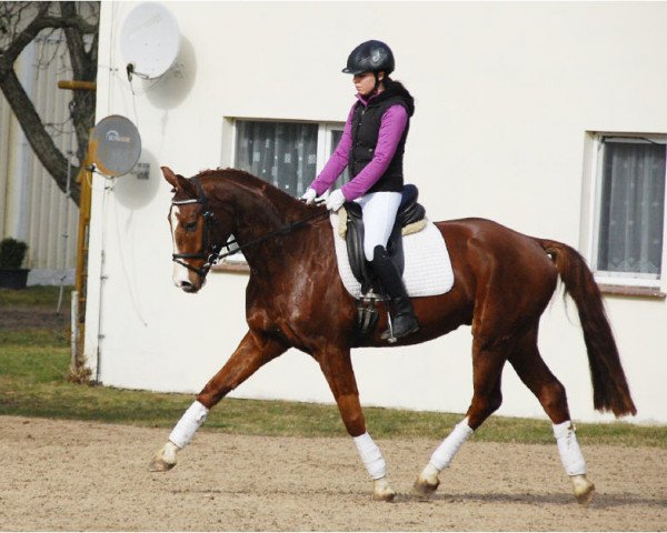 Springpferd Flai Hai (Deutsches Sportpferd, 2007, von For Highlife)