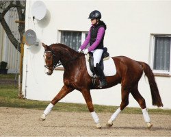 jumper Flai Hai (German Sport Horse, 2007, from For Highlife)